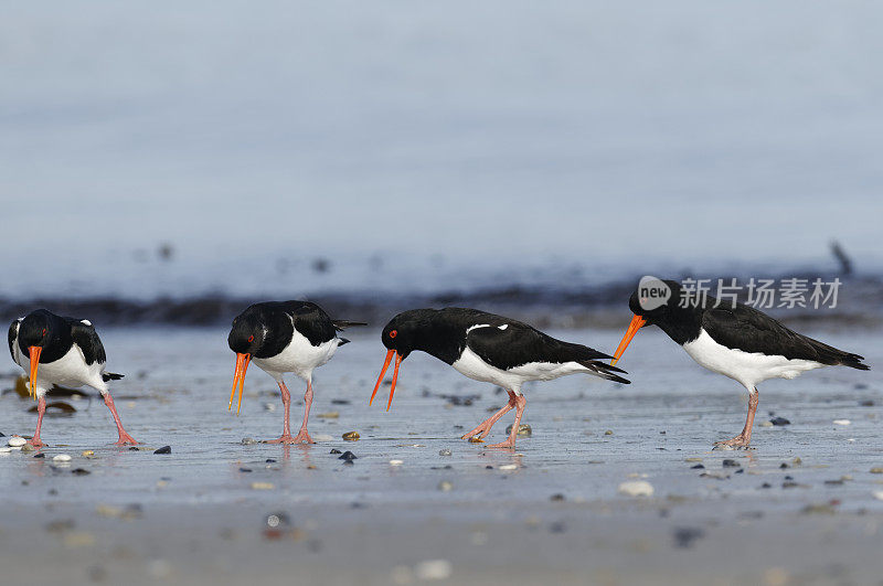 捕牡蛎者(oematopus ostralegus)